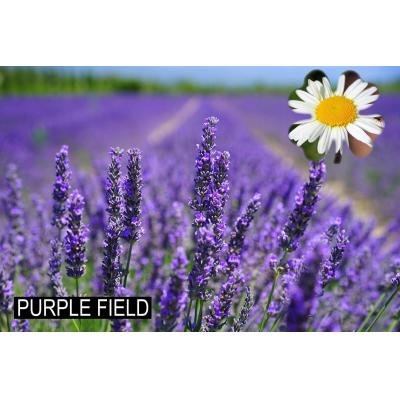 Purple field miris za poslovni prostor i kućanstvo